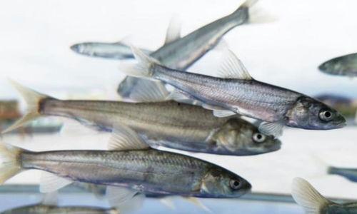 中国产鱼最新视频,最新视频展现丰收景象